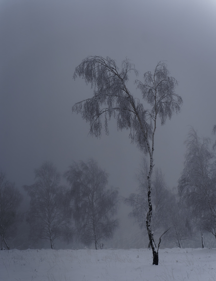 Winternebel