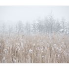 Winternebel (III)