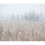 Winternebel (III)