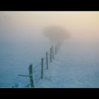 Winternebel im Abendlicht