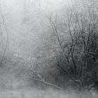 Winternebel im Groschenwasser II