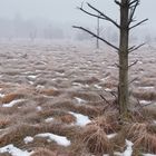 Winternebel im Wurzacher Ried