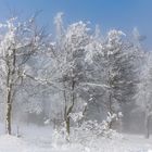 Winternebel in der Rhön