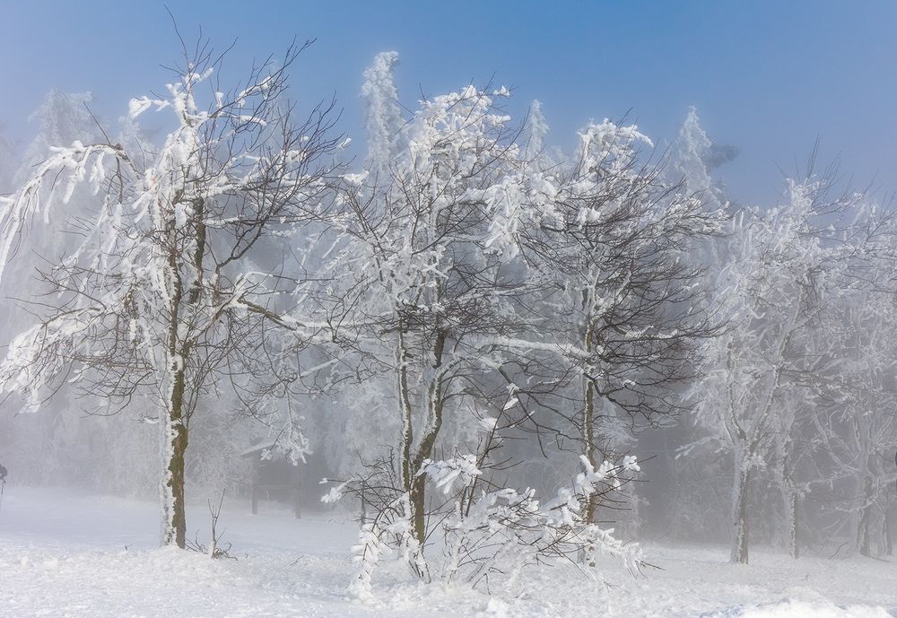 Winternebel in der Rhön