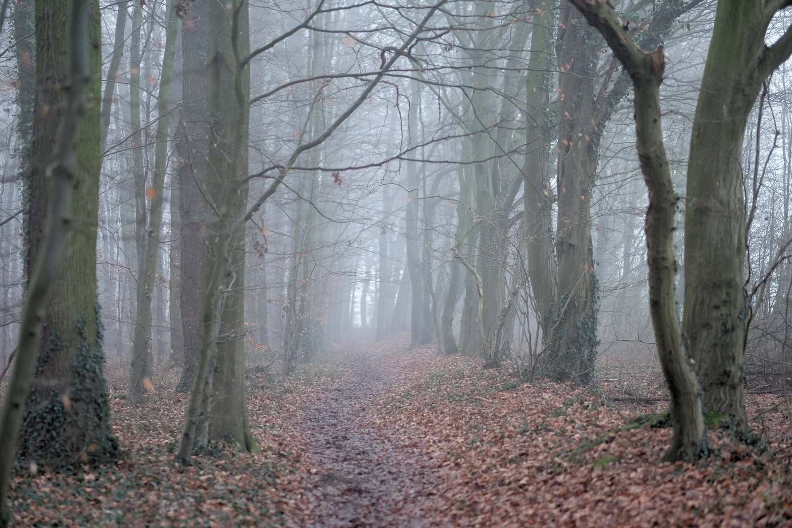 Winternebelwald