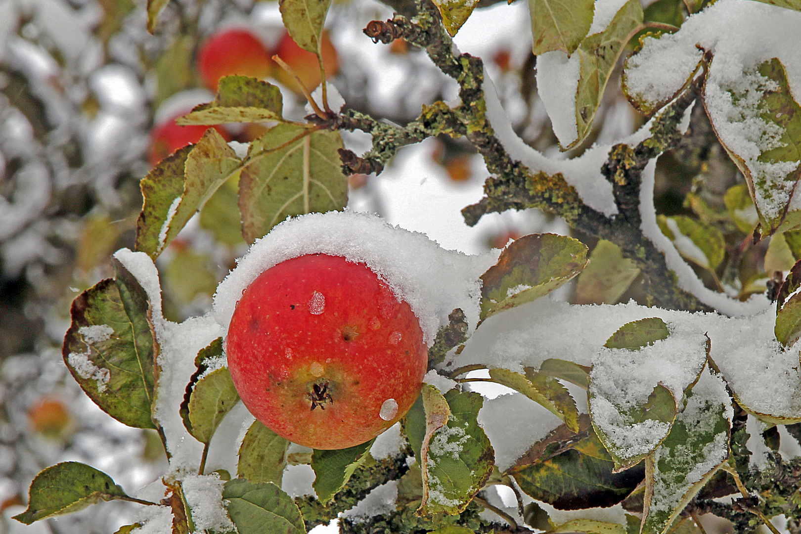 Winterobst mit Schneemütze