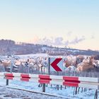 Winterpanorama mit Rot