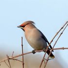 Winterparadiesvogel - Seidenschwanz (Bombycilla garrulus)