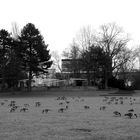 Winterparks: Rheinpark Köln