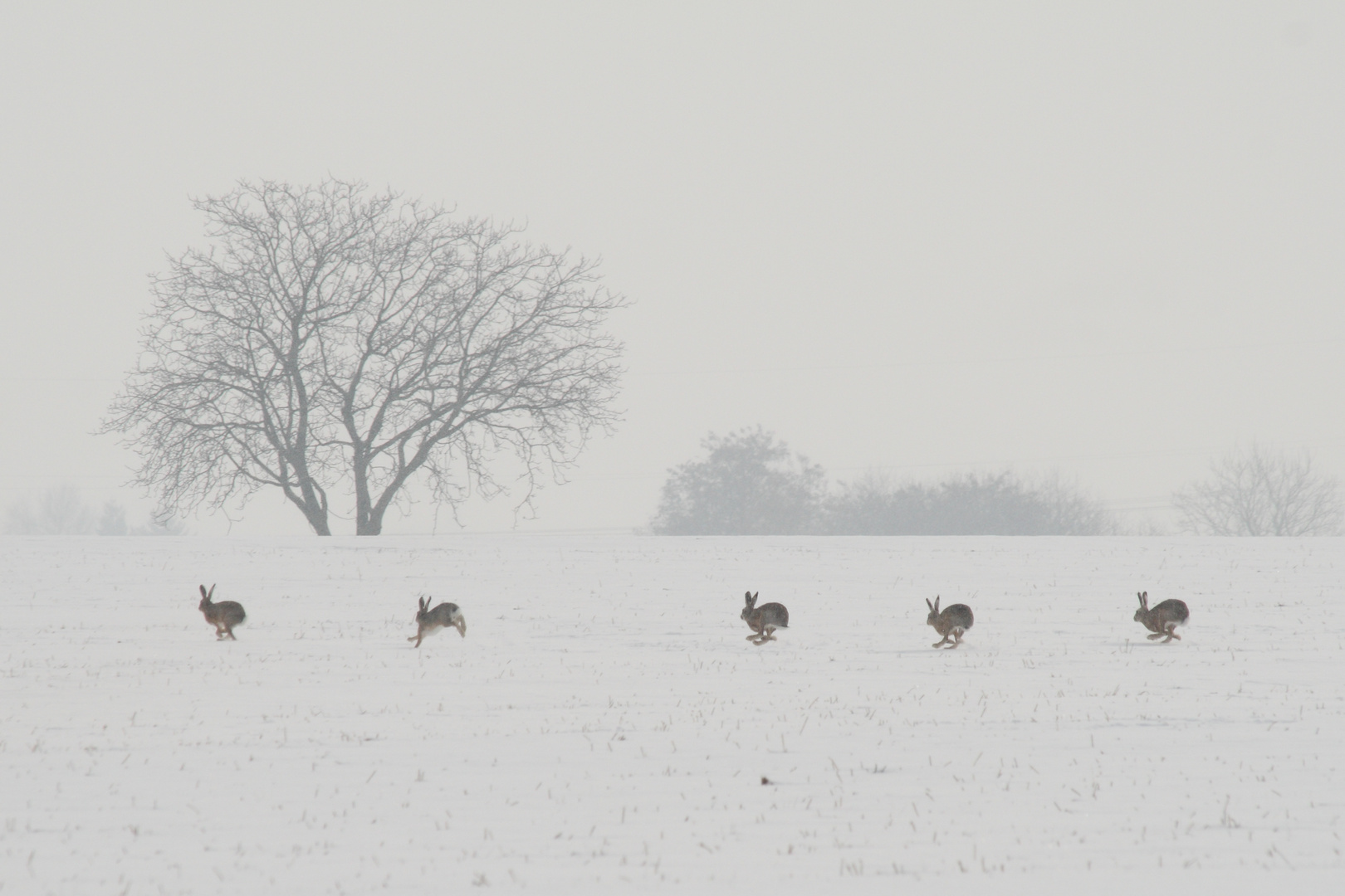 Winterpatrouille