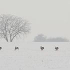 Winterpatrouille