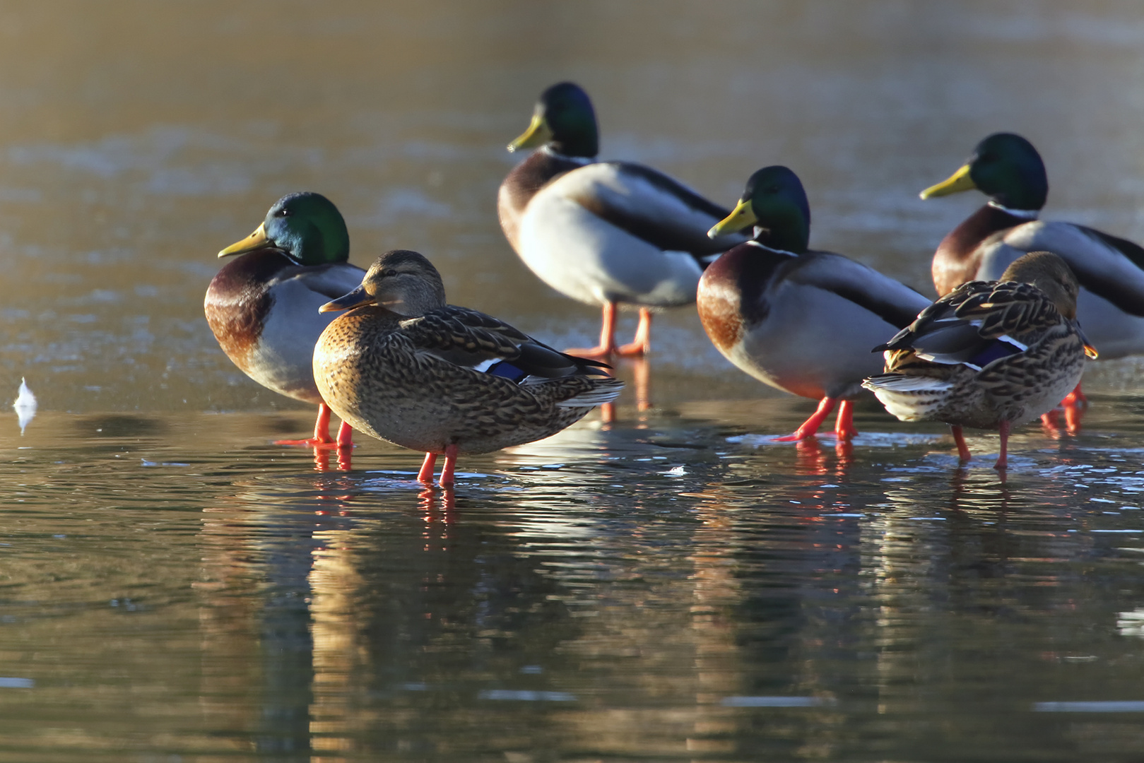 Winterpause