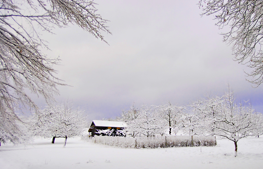 Winterpause auf der Apfelplantage