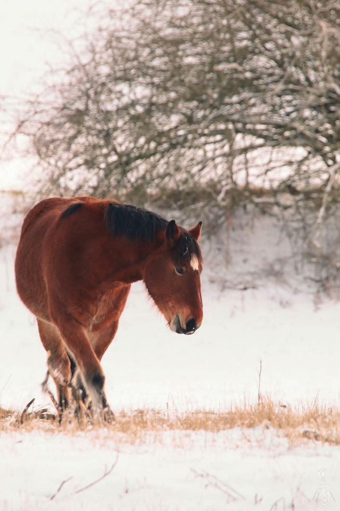 Winterpferd