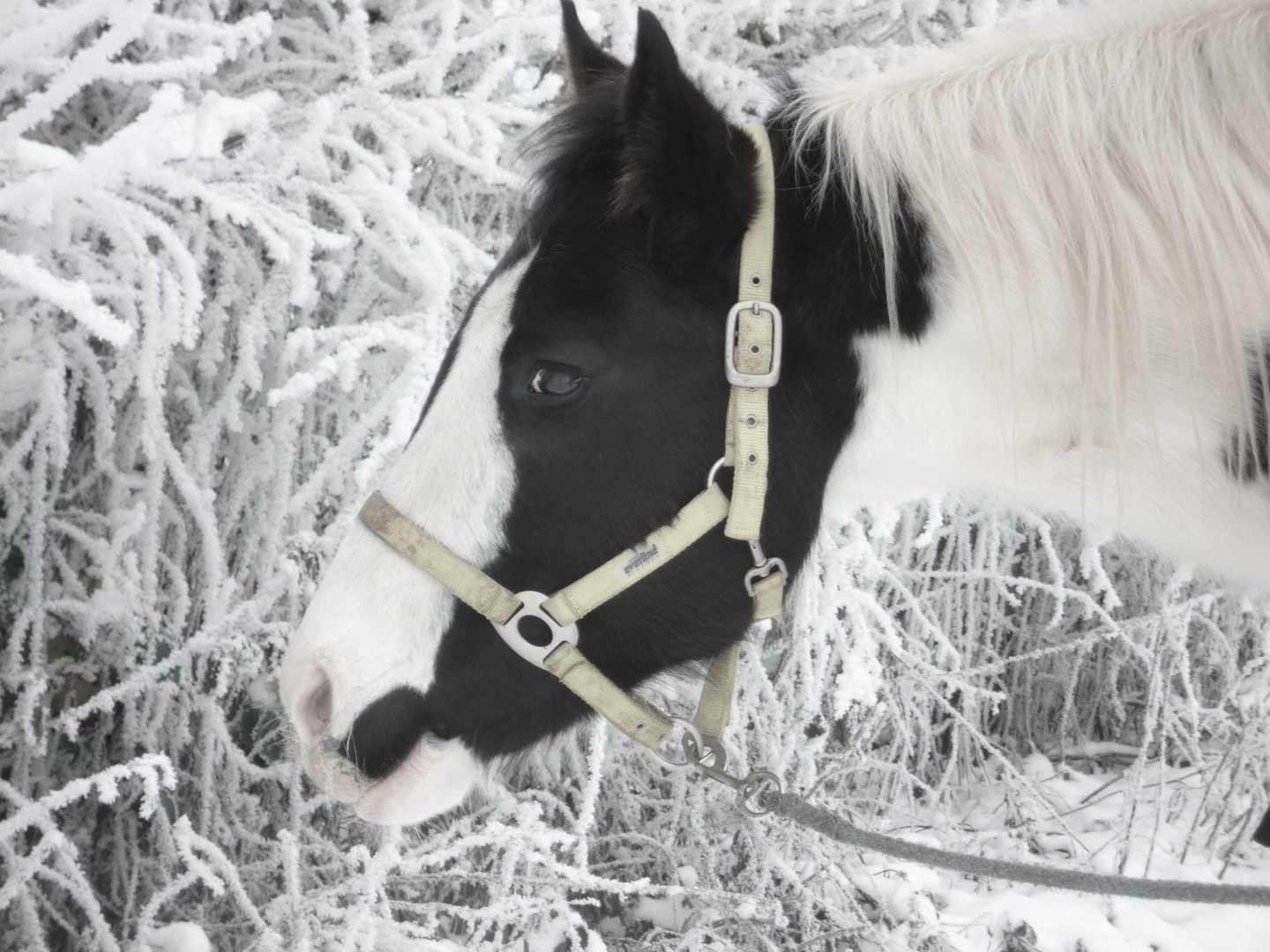 Winterpferdchen