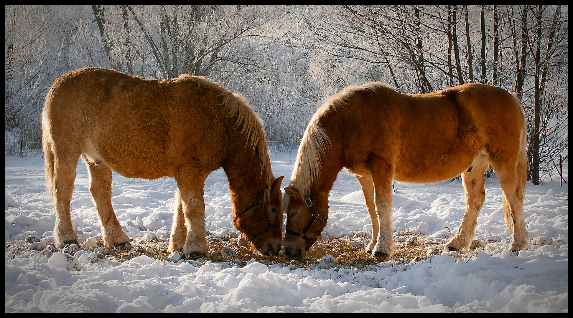 Winterpferde