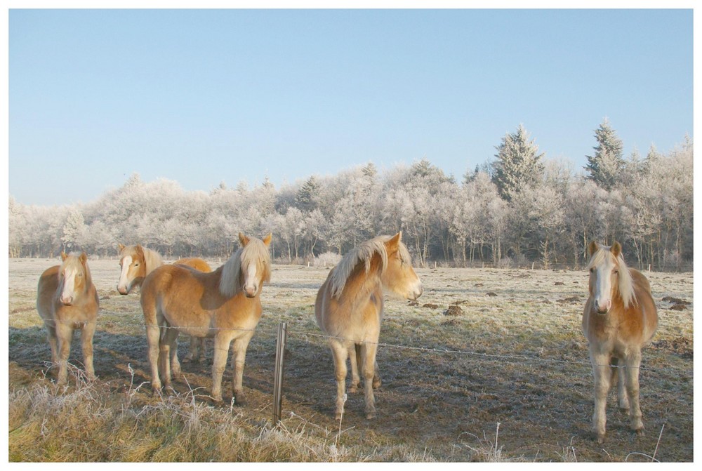 "Winterpferde " im Rauhreif......