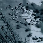 Winterpflanze