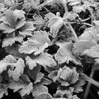 Winterpflanze in schwarz-weiß