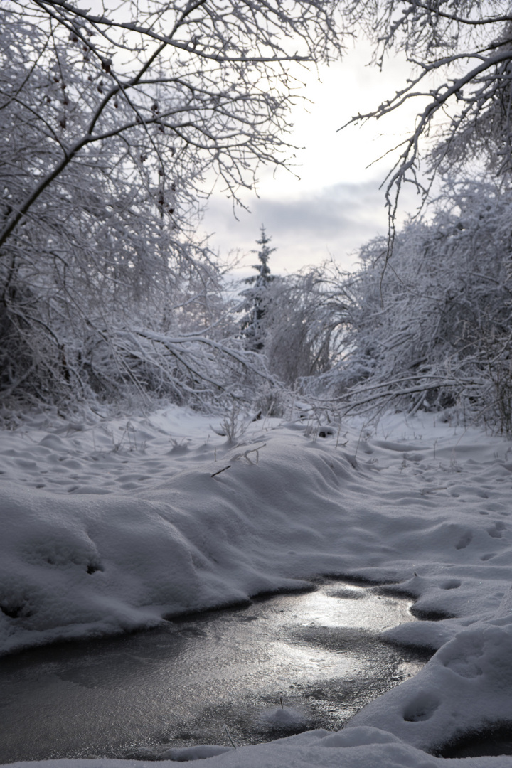 Winterpfütze