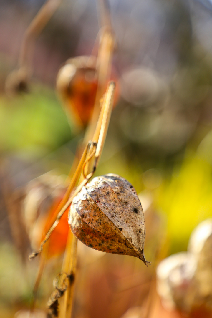 Winterphysalis