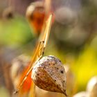 Winterphysalis