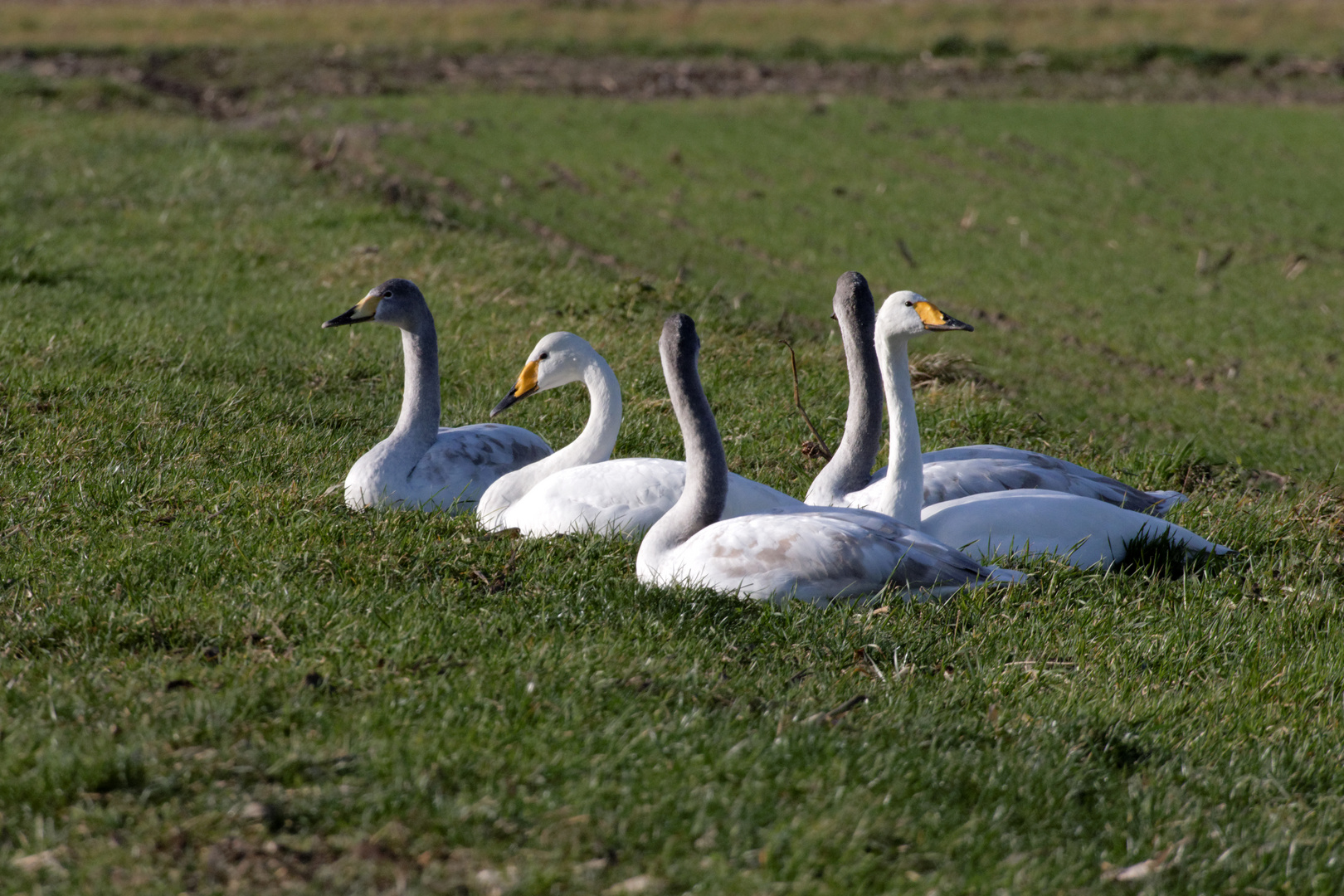 Winterpicknick auf der Wiese