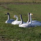 Winterpicknick auf der Wiese