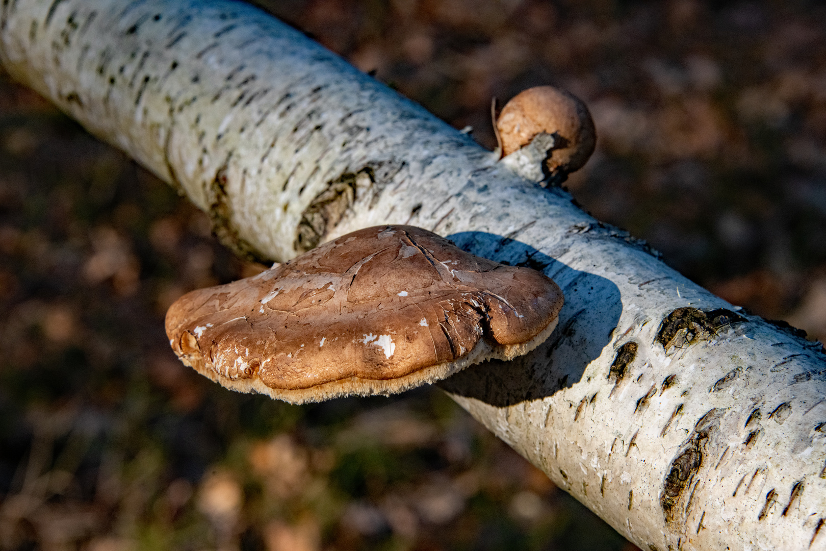 Winterpilz