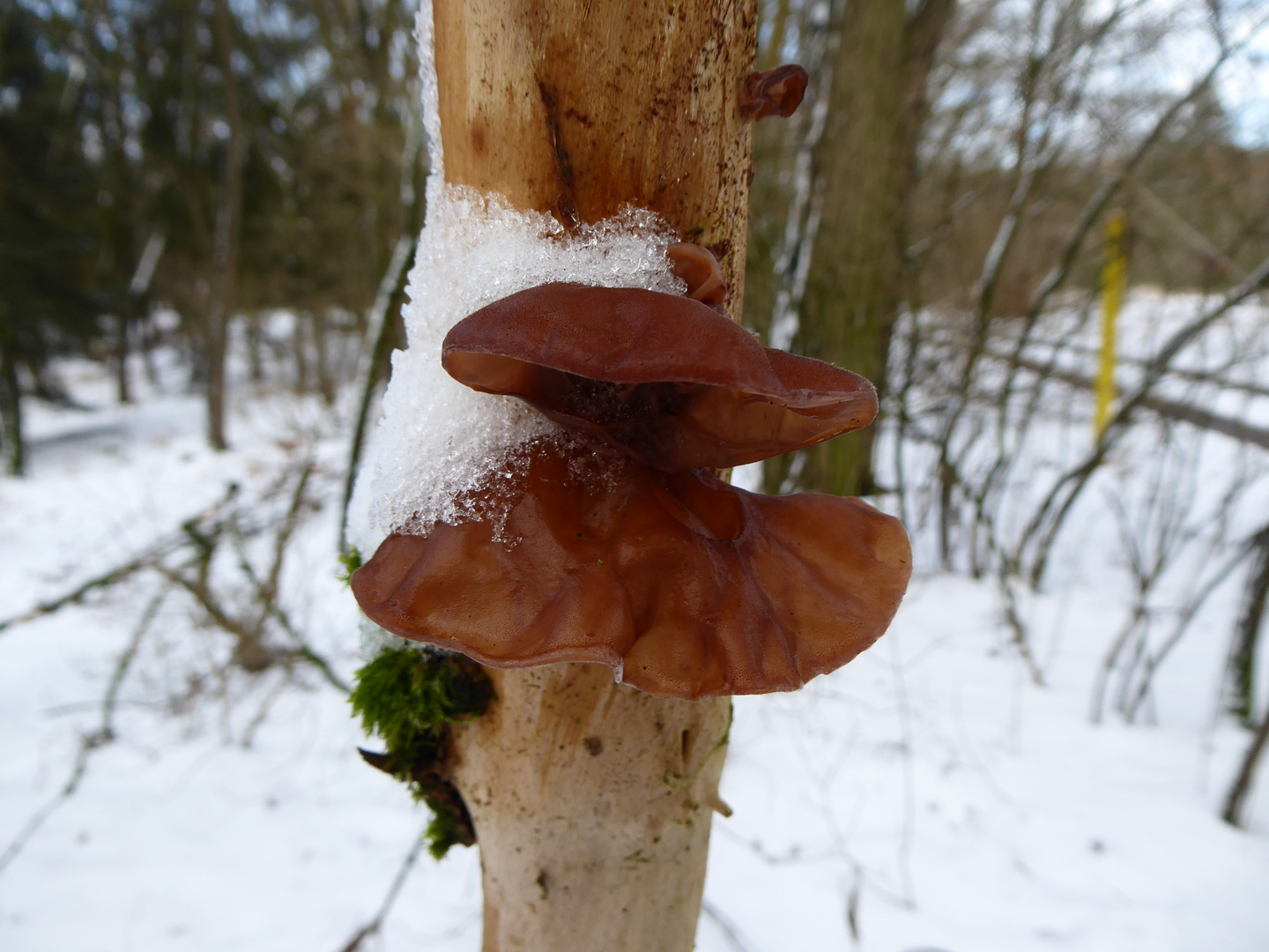 Winterpilz