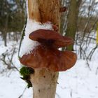 Winterpilz