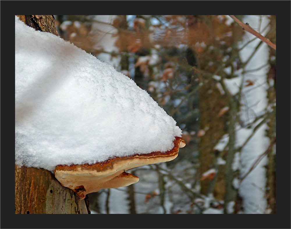 Winterpilz