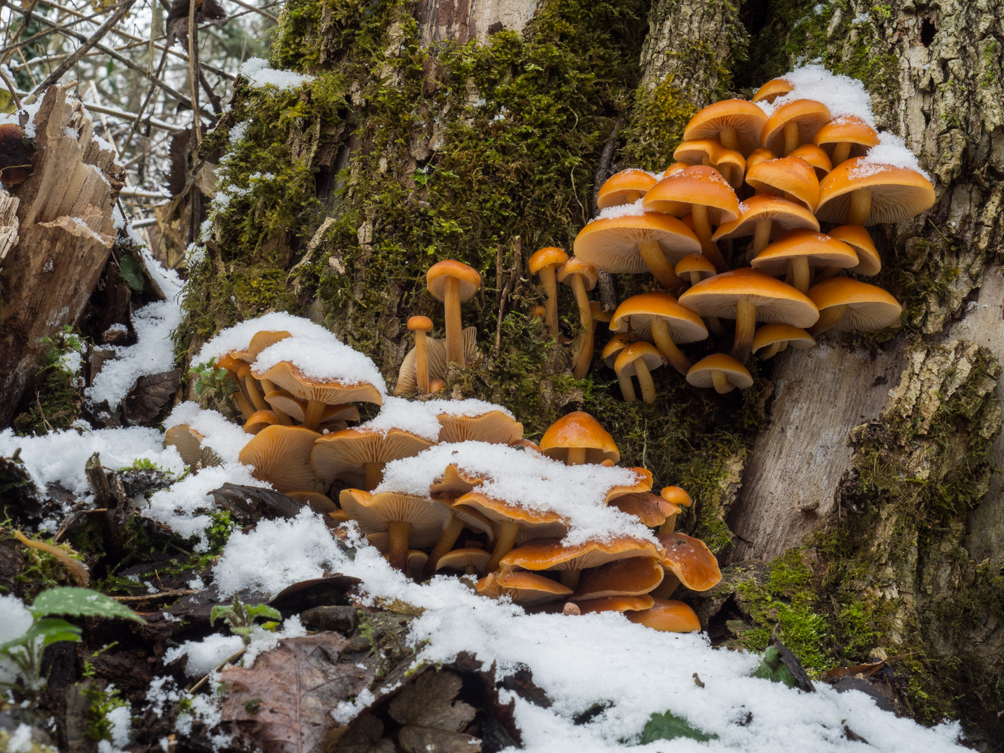 Winterpilz, Samtfußrübling, Enoki.