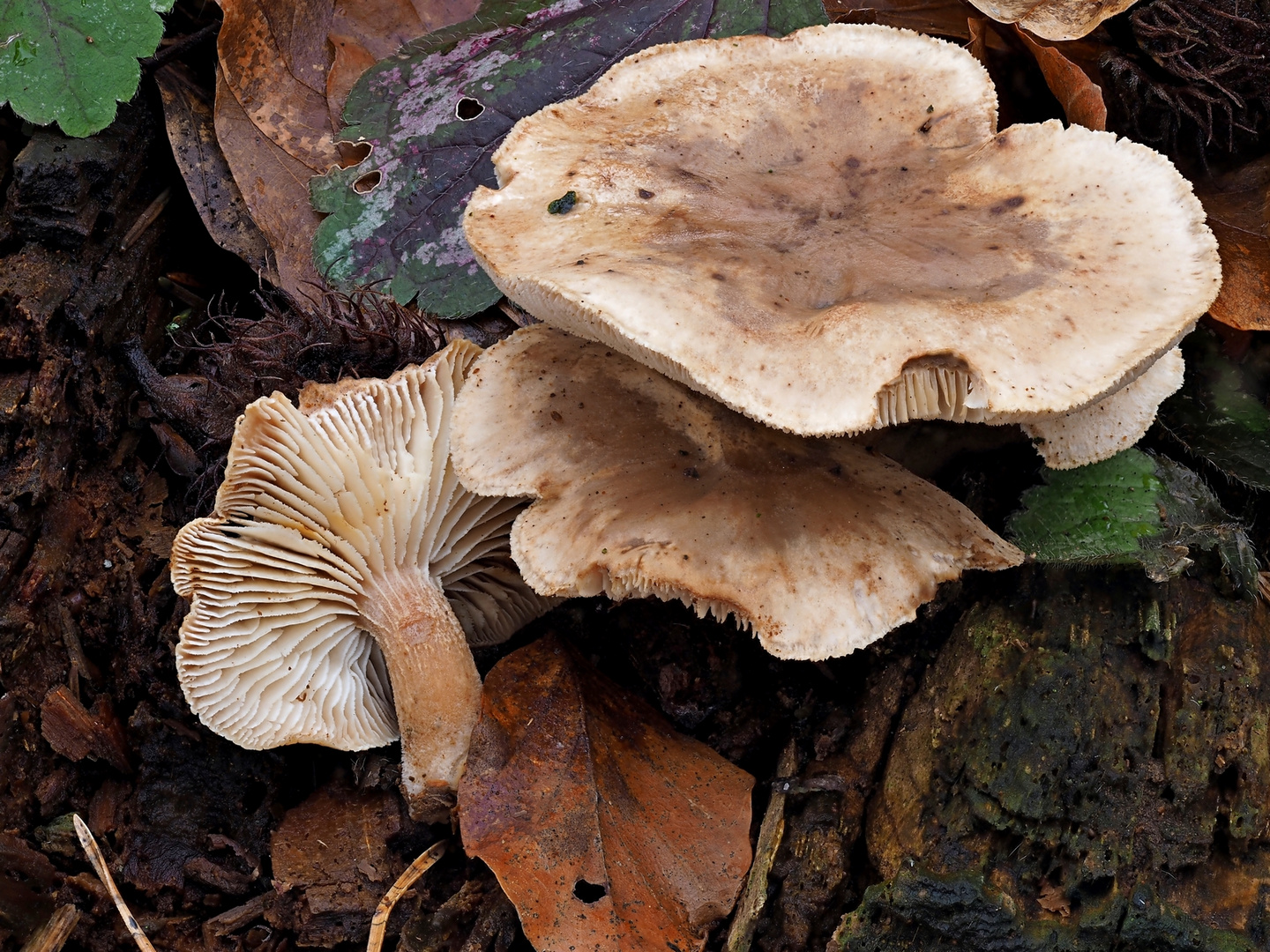 Winterpilze - Harziger Sägeblättling (Lentinus adhaerens)