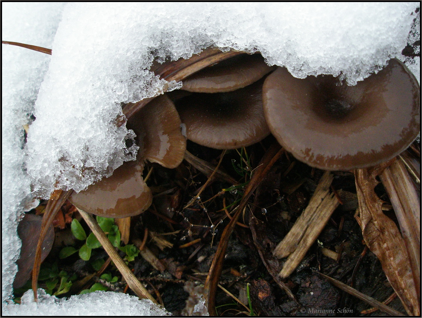  Winterpilze... oder sind es Schokoladen-Donuts...