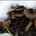  Winterpilze... oder sind es Schokoladen-Donuts...