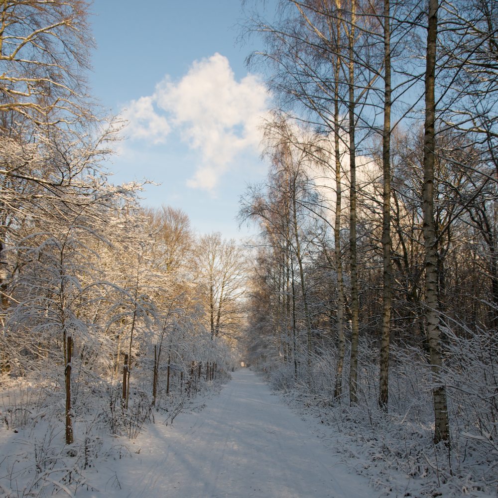 Winterplänterwald