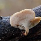 Winterporling/ POLYPORUS BRUMALIS