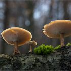 Winterporling (Polyporus brumalis)