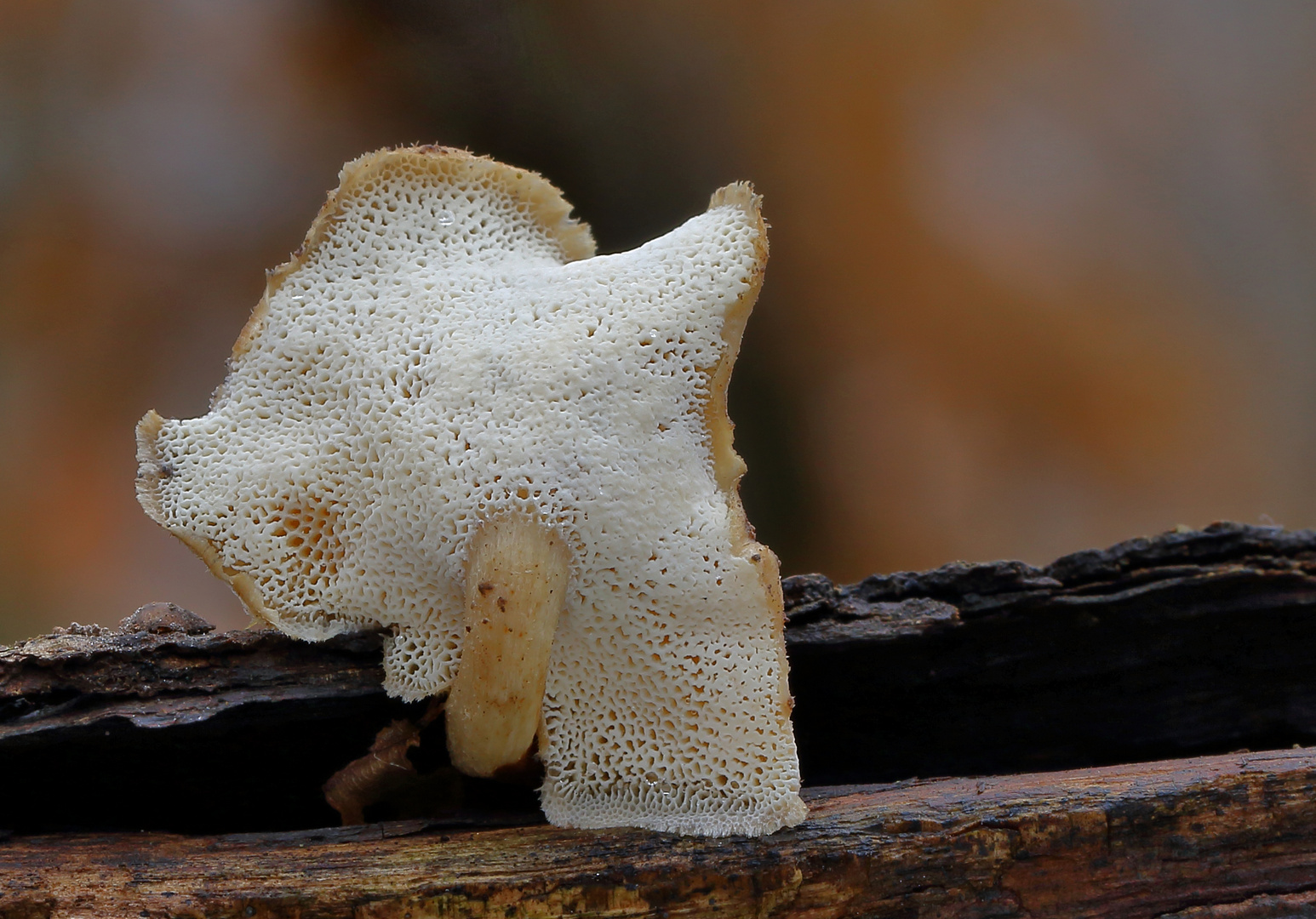 Winterporling/ POLYPORUS BRUMALIS