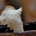 Winterporling/ POLYPORUS BRUMALIS