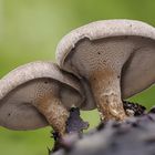 Winterporling  ( Polyporus brumalis )