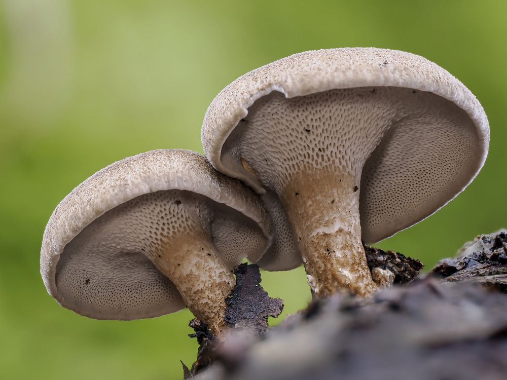 Winterporling  ( Polyporus brumalis )