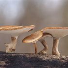 Winterporlinge (Lentinus brumalis)