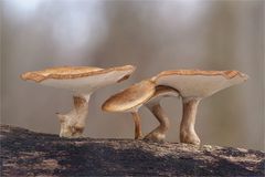 Winterporlinge (Lentinus brumalis)