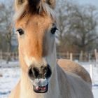 Winterportrait