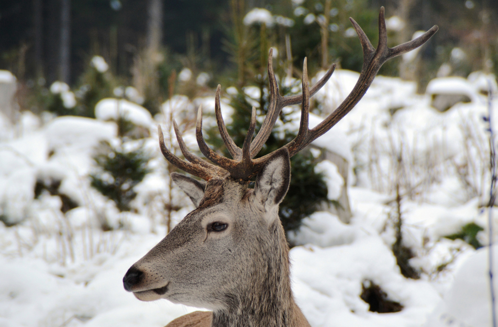 Winterportrait