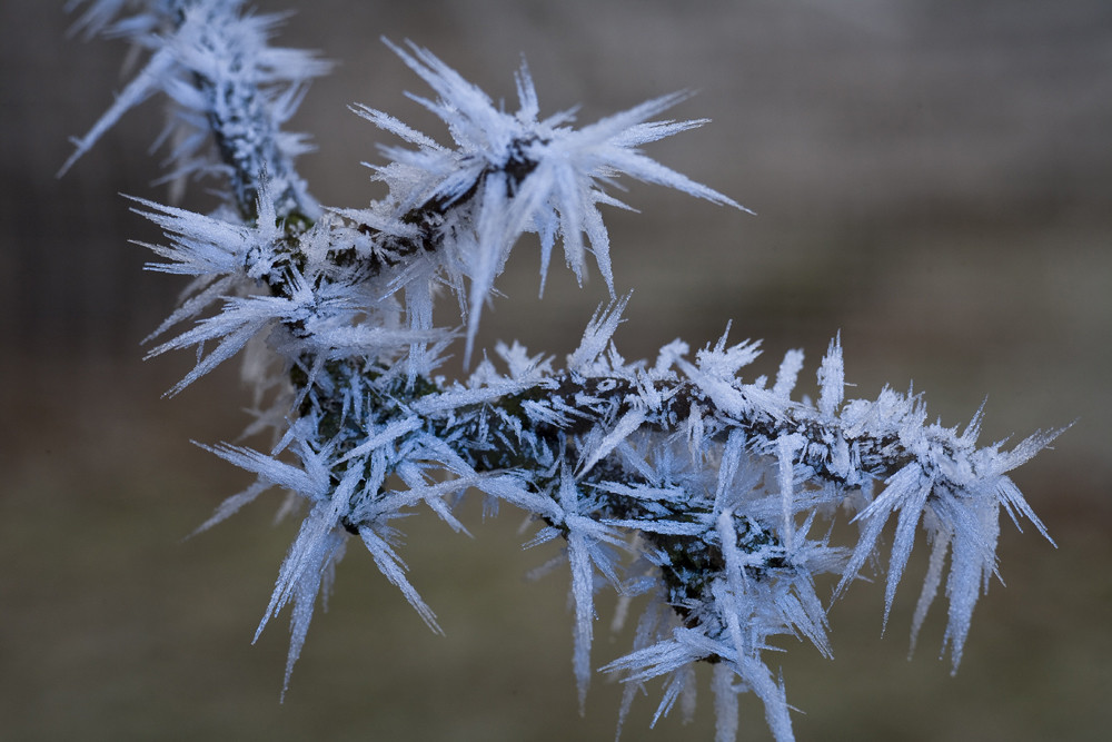 Winterpracht der Bäume