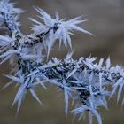 Winterpracht der Bäume