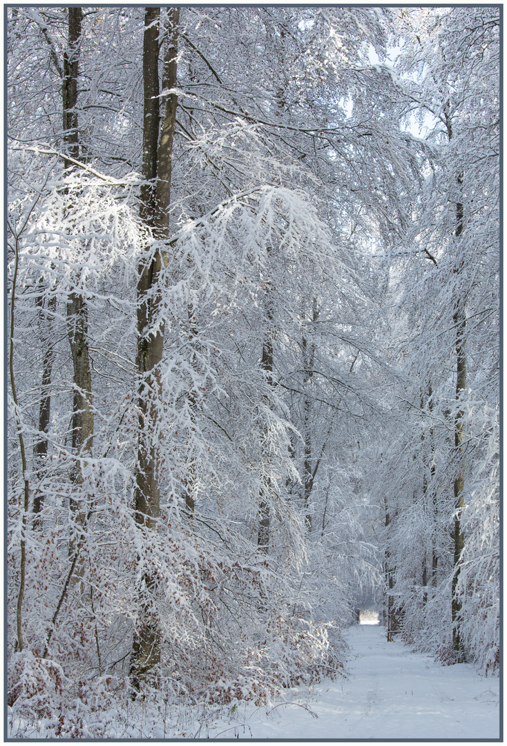 Winterpracht der Schwäbischen Alb